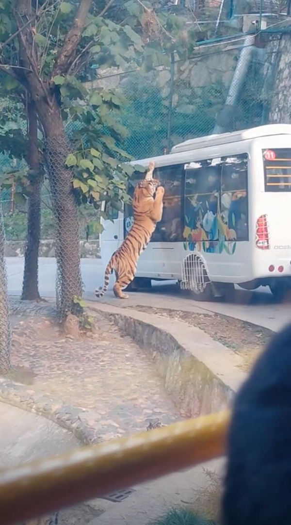 壓迫感撲面而來！動(dòng)物園老虎壓住觀光大巴群眾驚叫