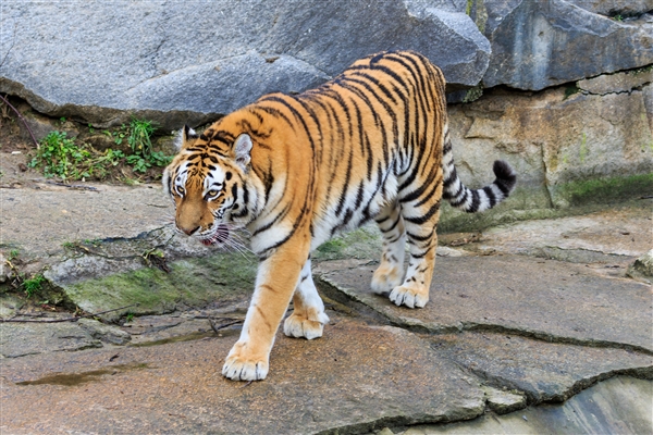 壓迫感撲面而來！動(dòng)物園老虎壓住觀光大巴群眾驚叫