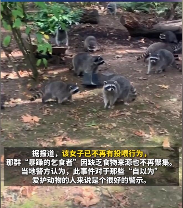 女子投喂浣熊35年后自家被百余只包圍：這場(chǎng)面她從來沒見過