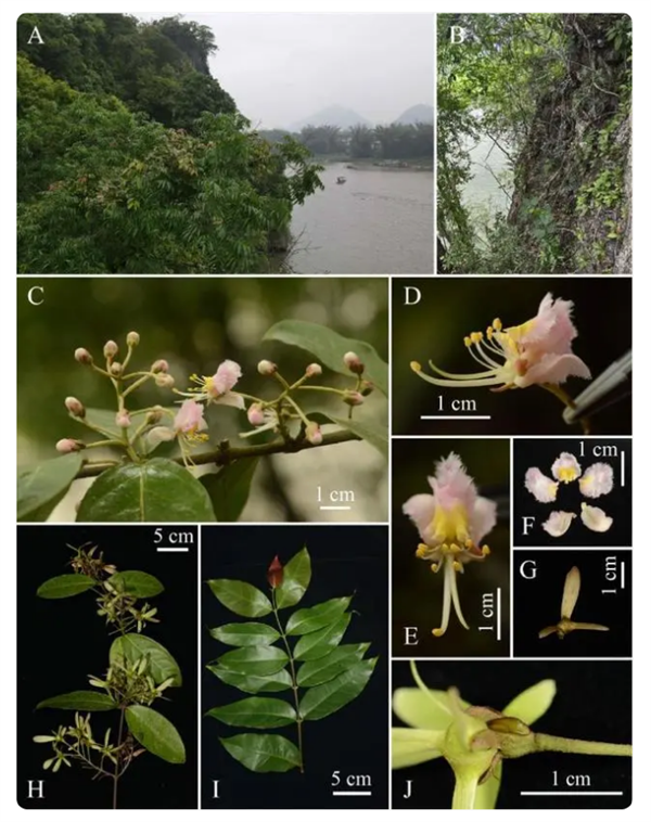 廣西發(fā)現(xiàn)新物種陽朔風(fēng)箏果：長在喀斯特石山上 數(shù)量極為稀少