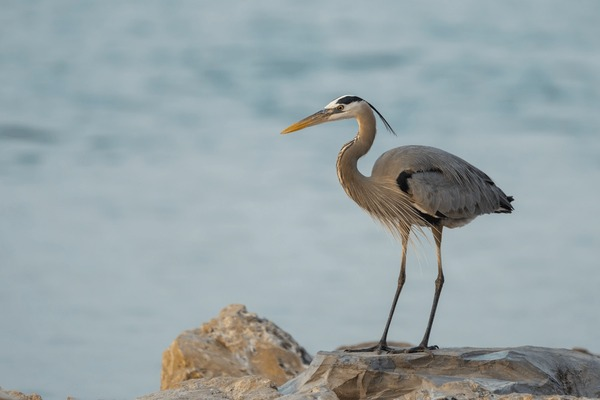 偷感很重！這鳥怎么打著一把“傘”捕魚