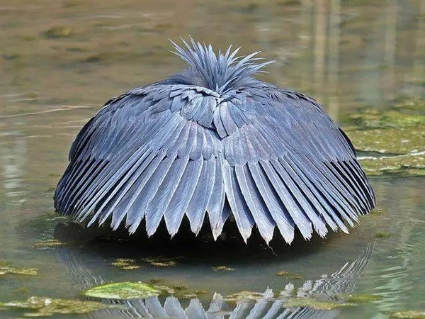 偷感很重！這鳥怎么打著一把“傘”捕魚