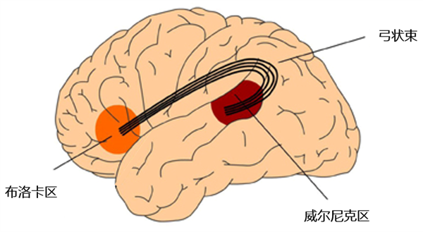 為什么我一緊張就口吃??！