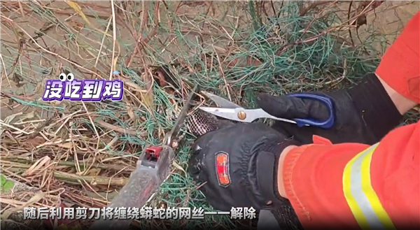 兩條60斤大蟒蛇夜襲村民雞舍 尷尬了：雙雙被漁網(wǎng)纏住