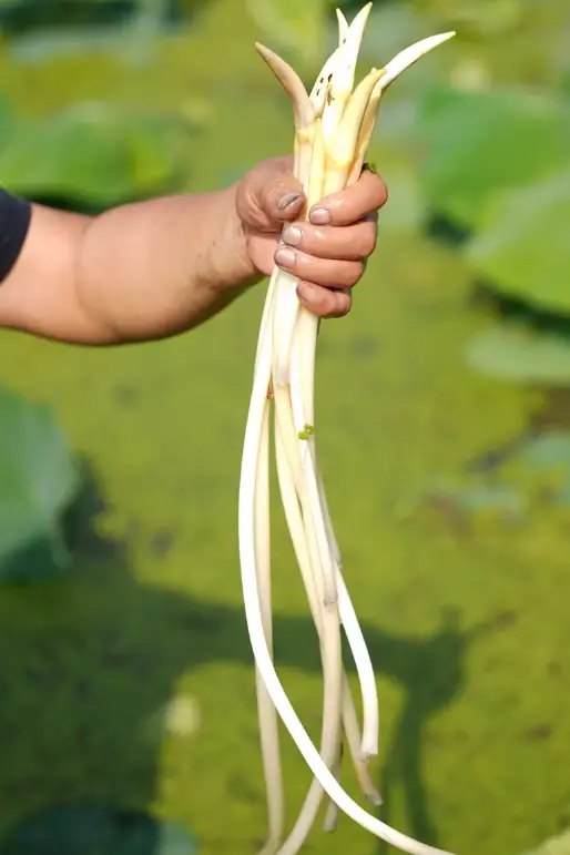 新疆的海鮮、甘肅的蝦 農(nóng)業(yè)大摸底太精彩了