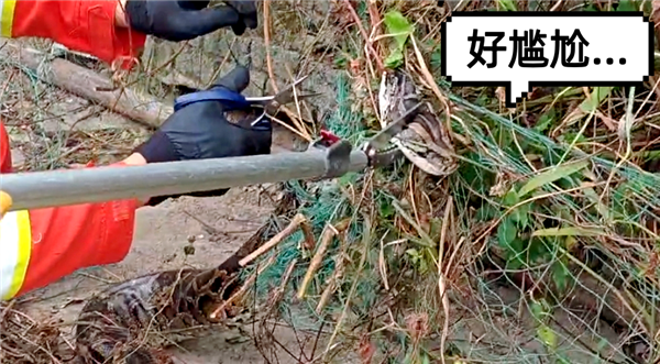 兩條60斤大蟒蛇夜襲村民雞舍 尷尬了：雙雙被漁網(wǎng)纏住