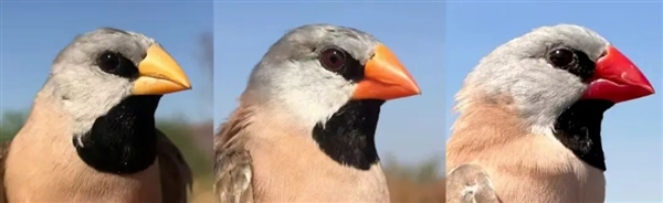 區(qū)區(qū)一個原子 就能改變鳥的顏色