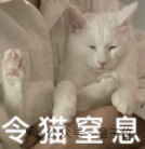 貓貓的運動方程：首次被物理學家破解了！