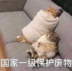 貓主子的運(yùn)動(dòng)方程 首次被物理學(xué)家破解！