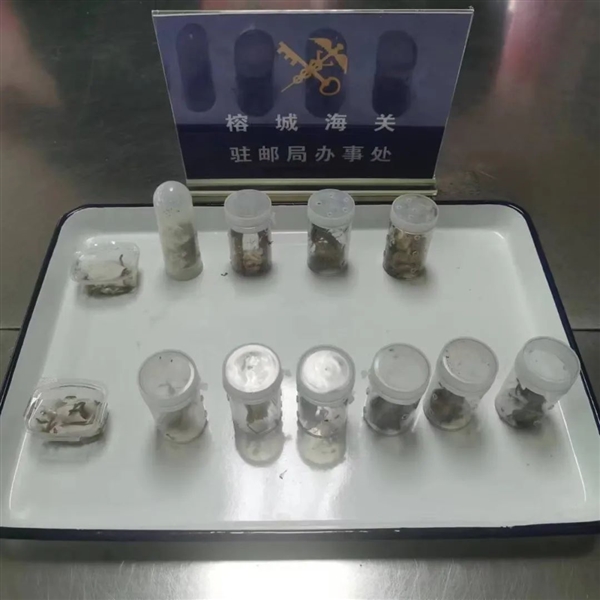 福州海關截獲30只成蟲：含4只亞洲大的蜈蚣