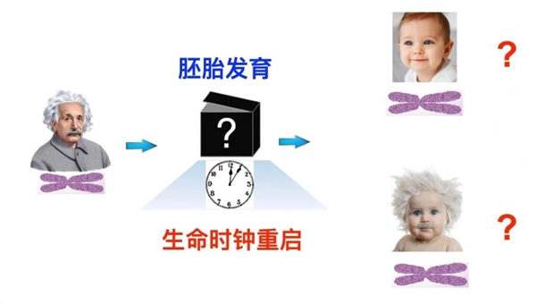 30歲的卵子為什么不會(huì)生出30歲的嬰兒：探索生命時(shí)鐘重置的秘密