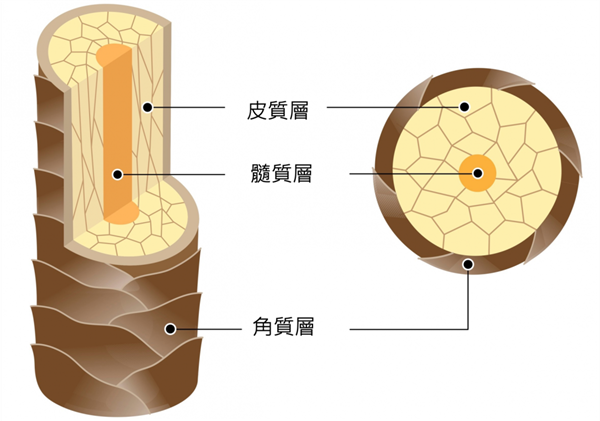 幽靈巨獅吃掉35名工人 126年后人們從它的牙縫毛發(fā)中發(fā)現(xiàn)一份驚人食譜