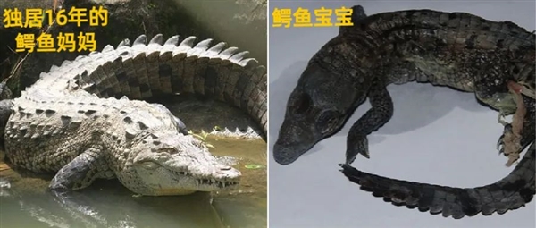 獨(dú)居16年！不用交配、它生了一個(gè)孩子