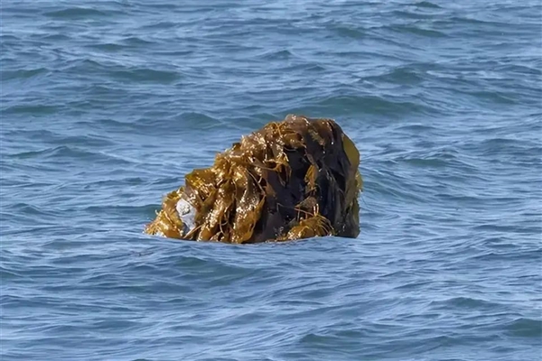 虎鯨圈再次流行“鮭魚帽”！頭頂死魚到處逛 專家：是吃太飽閑的