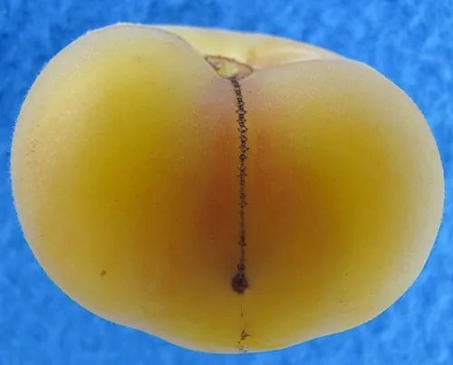 為什么番茄中間有個(gè)拉鏈：它們真的比完美果實(shí)更好吃嗎