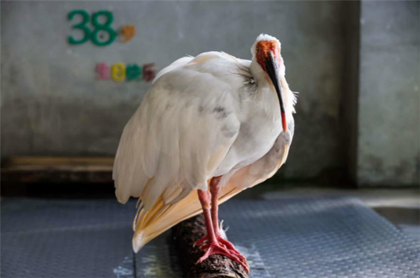 日本歸還16只朱鹮：全球瀕危鳥類 國家一級保護(hù)動物