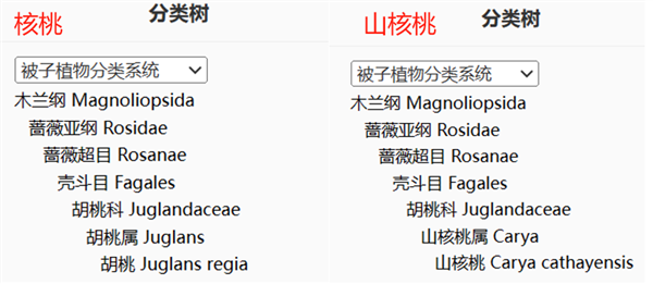 堅(jiān)持吃核桃6個(gè)月：大腦真的可能發(fā)生變化