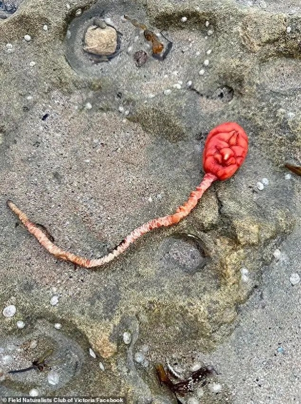 這種動物立志成為植物：外形像腦子 為了躺平吃掉自己的大腦