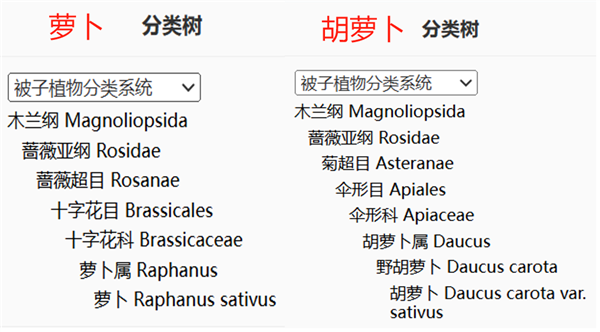 這個(gè)寶藏蔬菜是秋冬季的“小人參”：不吃就虧大了