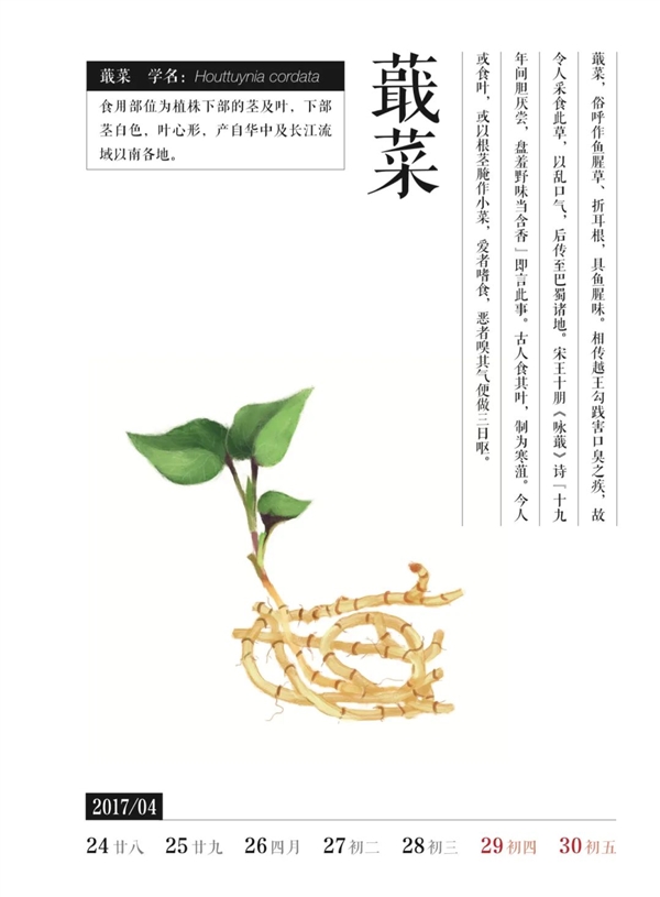 荸薺、蕺菜、藠頭：見過吃過聽過 但就是不會讀