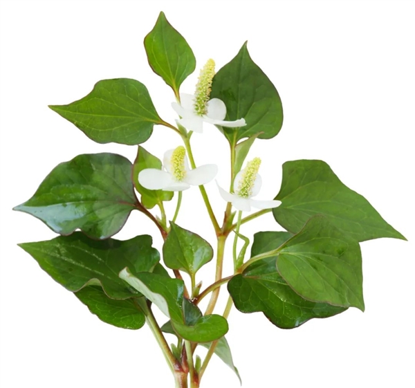 荸薺、蕺菜、藠頭：見過吃過聽過 但就是不會讀