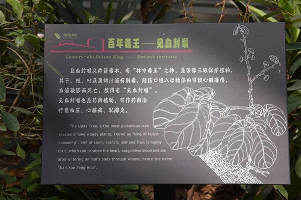 不能摸也不能燒！這棵樹(shù)全株有毒太魔性 樹(shù)下躲雨也會(huì)中毒