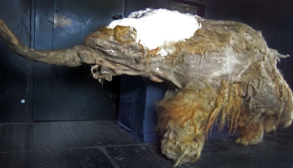 8只猛犸象被困孤島 持續(xù)繁衍6000年 直到3650年前才滅絕