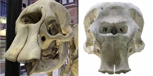 8只猛犸象被困孤島 持續(xù)繁衍6000年 直到3650年前才滅絕