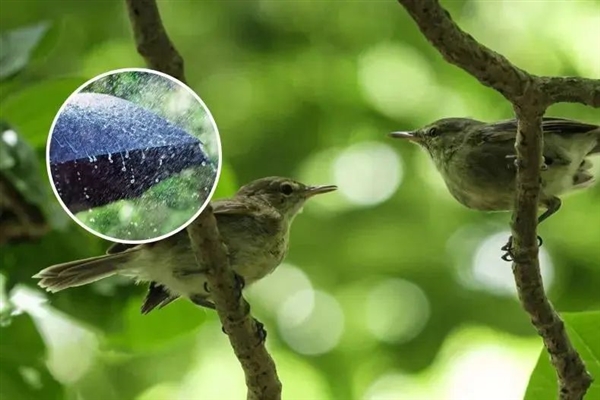 鳥也會離婚 新研究爆料動物私生活內(nèi)幕 離婚的理由出乎意料！
