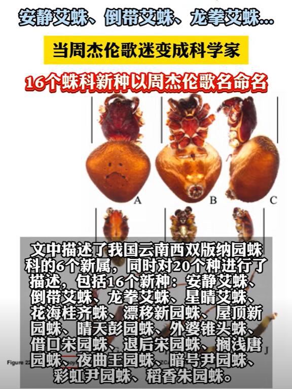 16首周杰倫的歌命名16個蜘蛛新種：論文第一作者是80后