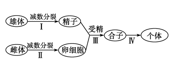 一只就生出許多后代 自然界優(yōu)繁殖策略 為何人類沒(méi)有這種能力