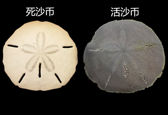 你見過活沙幣嗎