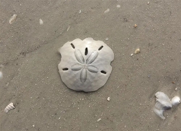 你見過活沙幣嗎