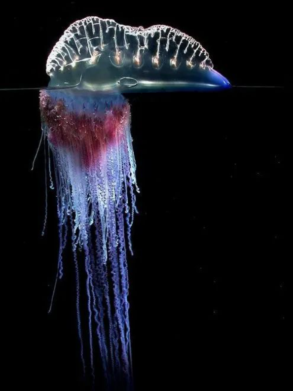 這種章魚會把海洋中毒動物當(dāng)作武器