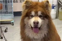 直播給狗洗澡致死引熱議 高德地圖下架網紅潘宏導航語音包