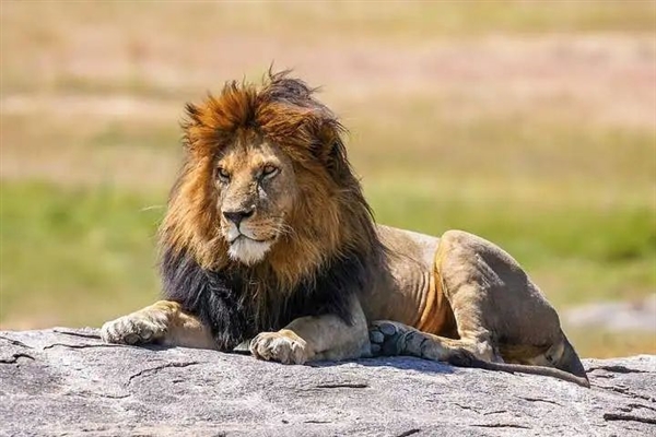 雄獅每天睡21個小時 不捕獵卻占有大部分食物 這合理嗎