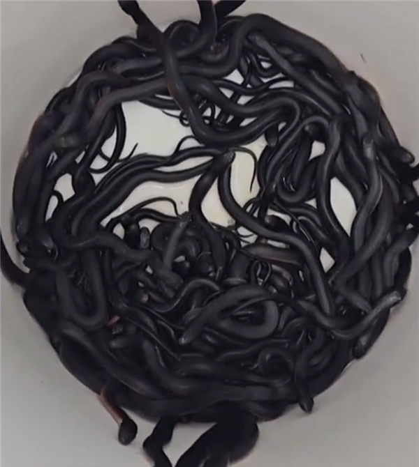 澳大利亞一戶人家后院發(fā)現(xiàn)102條毒蛇：明年還來(lái)產(chǎn)卵