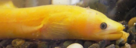 能長(zhǎng)到2米、能活到100歲、還會(huì)死亡翻滾：不是蟒蛇而是魚