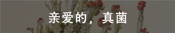 在吃下蘑菇之前 我已經(jīng)中了蘑菇的毒