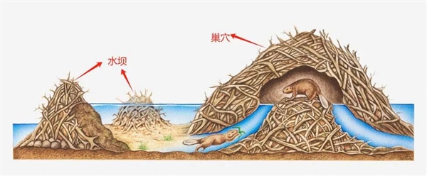 捷克7年沒(méi)建成的水壩 被“基建狂魔”河貍一夜建成！怒省870萬(wàn)