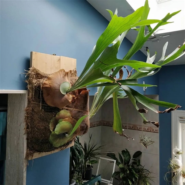 唯一真社會(huì)性植物：種群像蜜蜂、螞蟻一樣分工明確