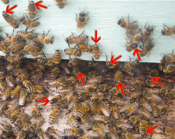 唯一真社會(huì)性植物：種群像蜜蜂、螞蟻一樣分工明確