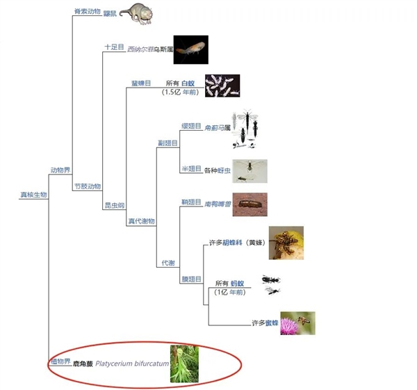 唯一真社會(huì)性植物：種群像蜜蜂、螞蟻一樣分工明確