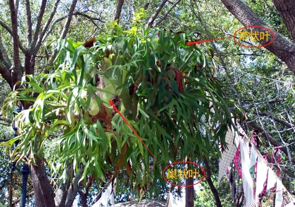 唯一真社會(huì)性植物：種群像蜜蜂、螞蟻一樣分工明確