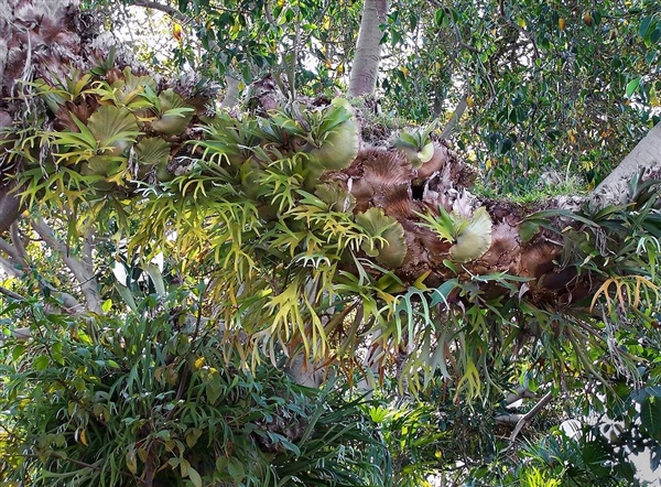 唯一真社會(huì)性植物：種群像蜜蜂、螞蟻一樣分工明確