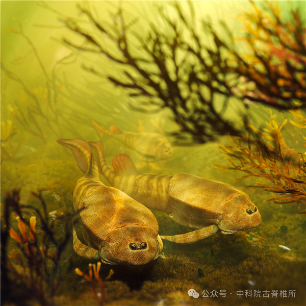 云南發(fā)現(xiàn)3.9億年前新魚類化石：雙眼長前面 復(fù)原圖有點(diǎn)萌