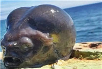灰不溜秋像個腦袋 深海外星生物太恐怖！嗯 是魚 很好吃