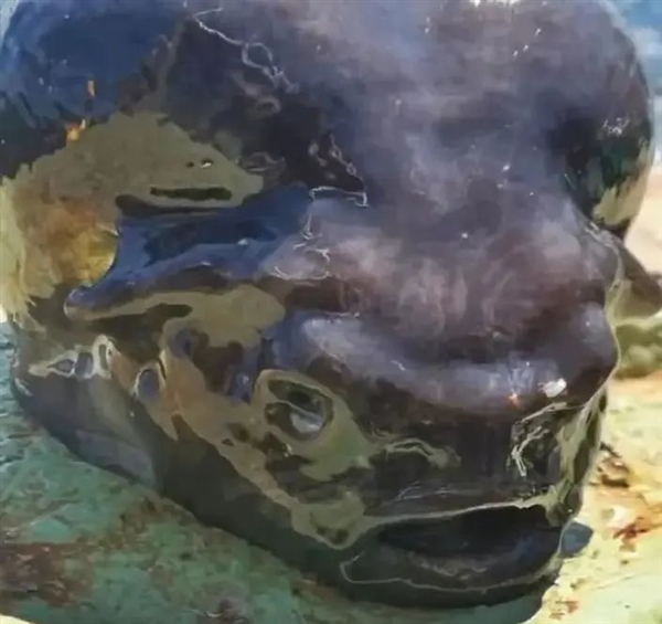 灰不溜秋像個腦袋 深海外星生物太恐怖！嗯 是魚 很好吃