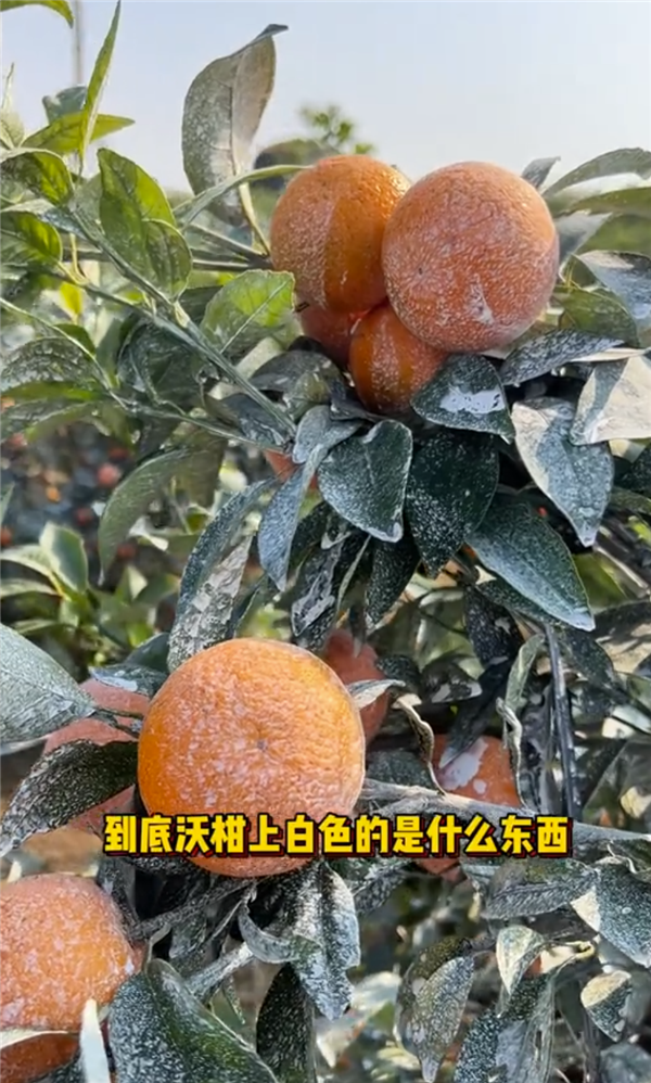 現(xiàn)在市場(chǎng)上的水果都那么好看：是加了什么“狠活”嗎