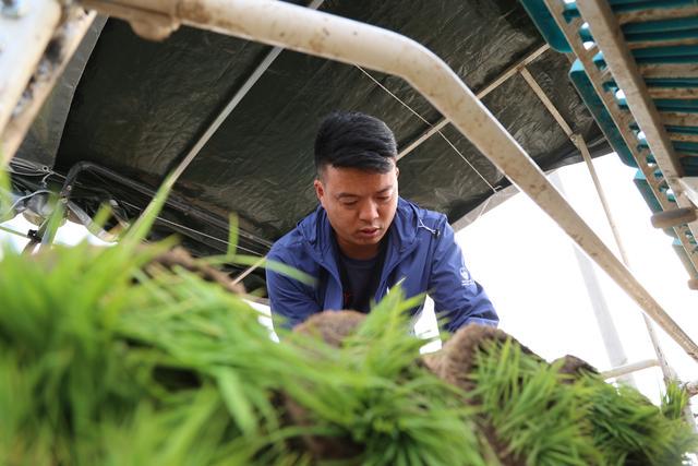 邳州合作社：農(nóng)業(yè)現(xiàn)代化的踐行者，賈強(qiáng)與他的機(jī)插秧合作社：助力糧食保障